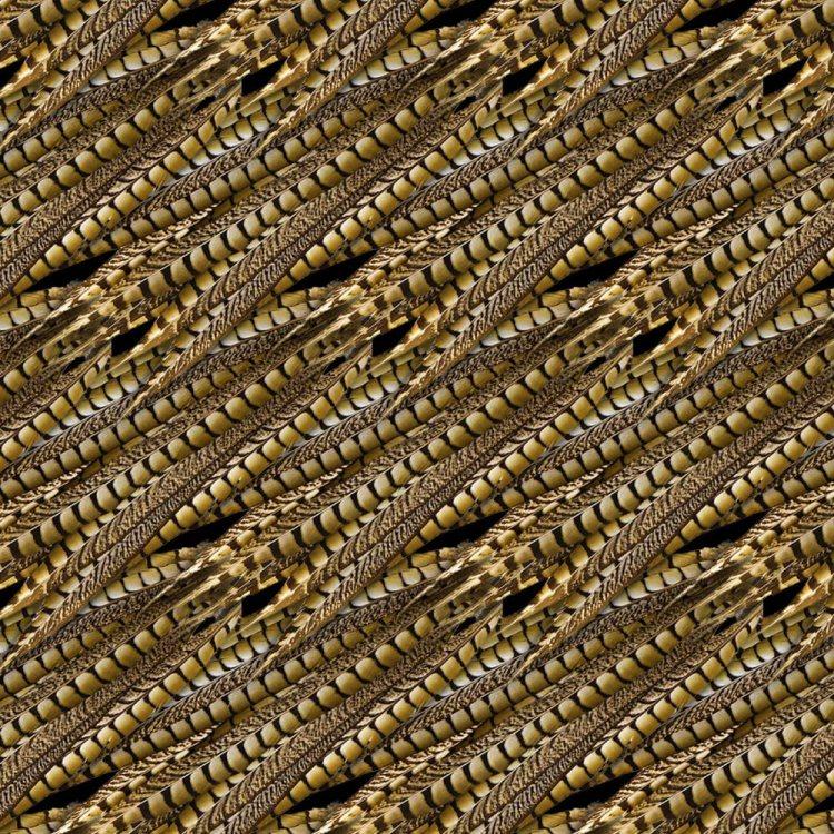 Pheasant Feather Wallpaper