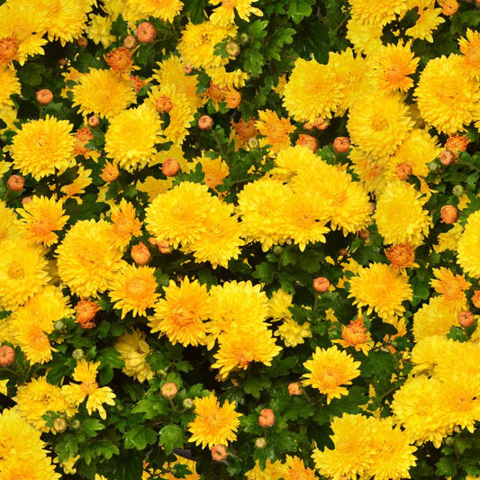 Chrysanthemums Wallpaper