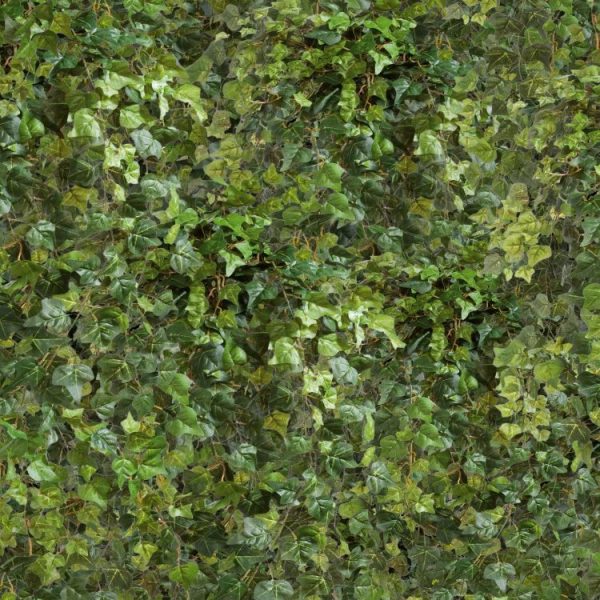 Hanging Ivy Wallpaper