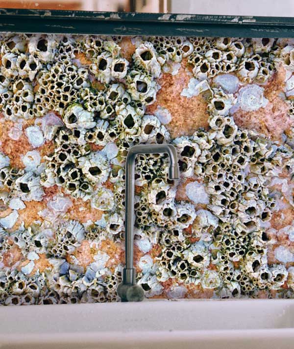 Barnacles Peel and Stick Wallpaper bathroom