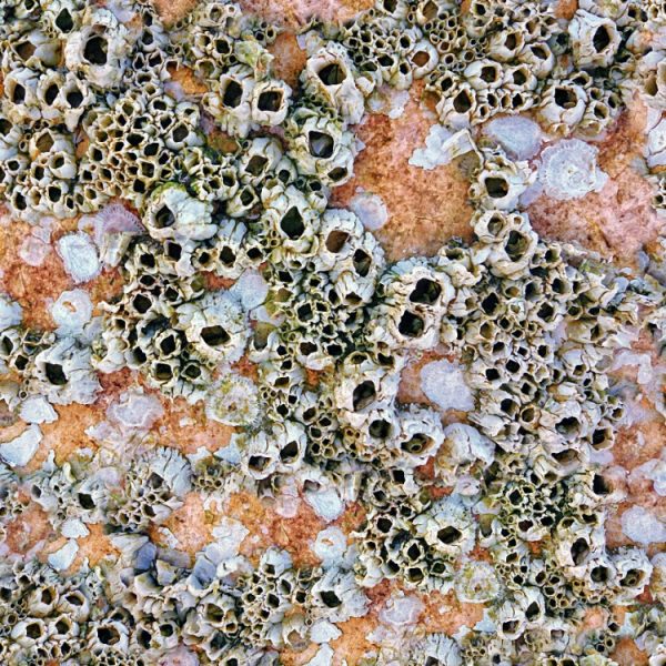 Barnacles Peel and Stick Wallpaper