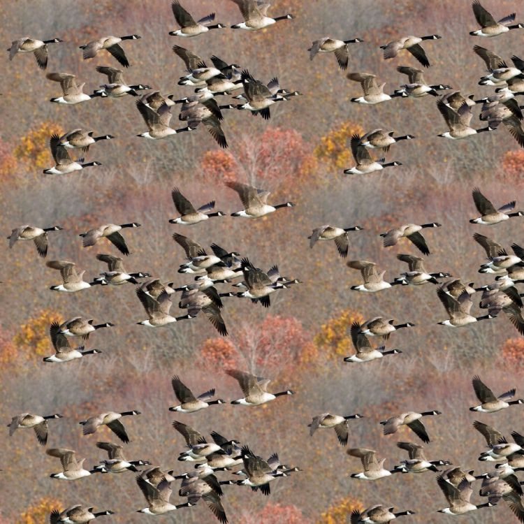 Geese Wallpaper
