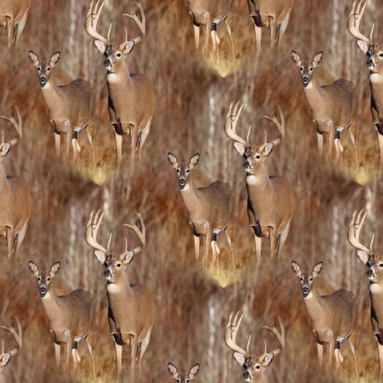 Whitetails Afield Wallpaper