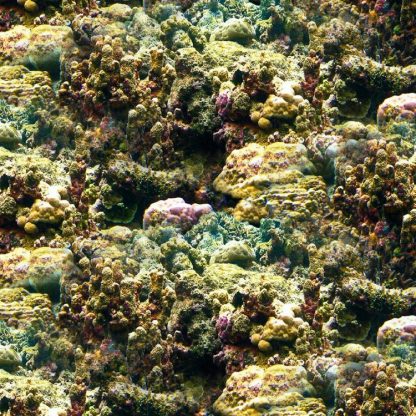 Coral Wallpaper